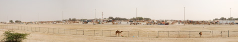 Panoramic image of a camel market in Abu Dhabi